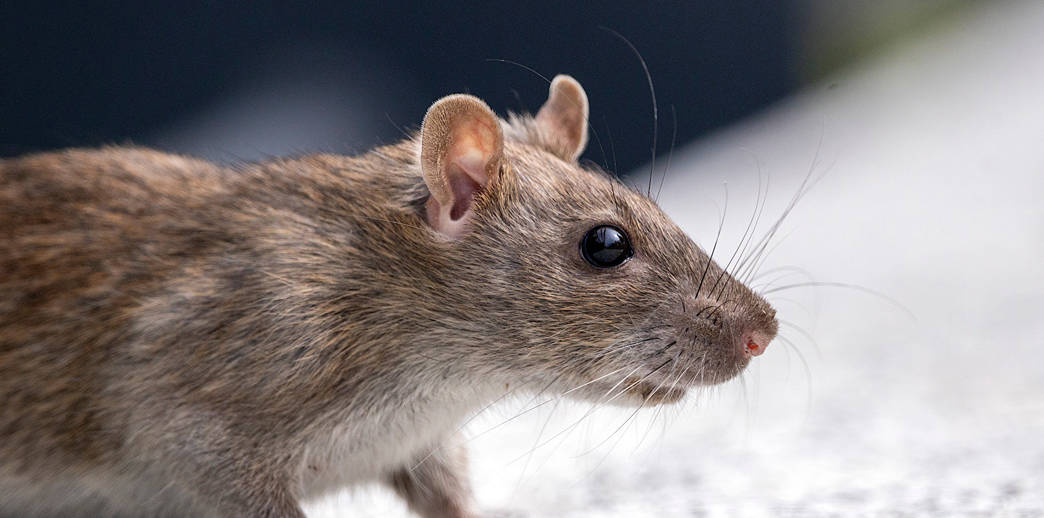 ¿Métodos caseros para eliminar ratas? Lo que debes saber antes de intentarlo