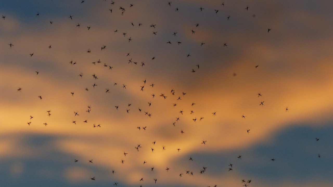 Aumento de mosquitos en Móstoles: por qué sucede este verano y cómo proteger tu hogar