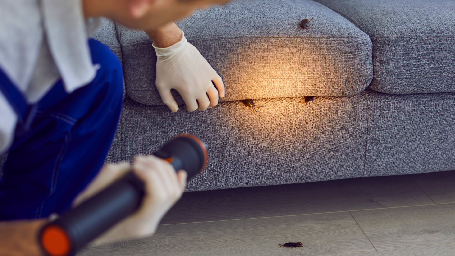 Verano en Móstoles: cómo proteger tu casa de cucarachas, hormigas y mosquitos