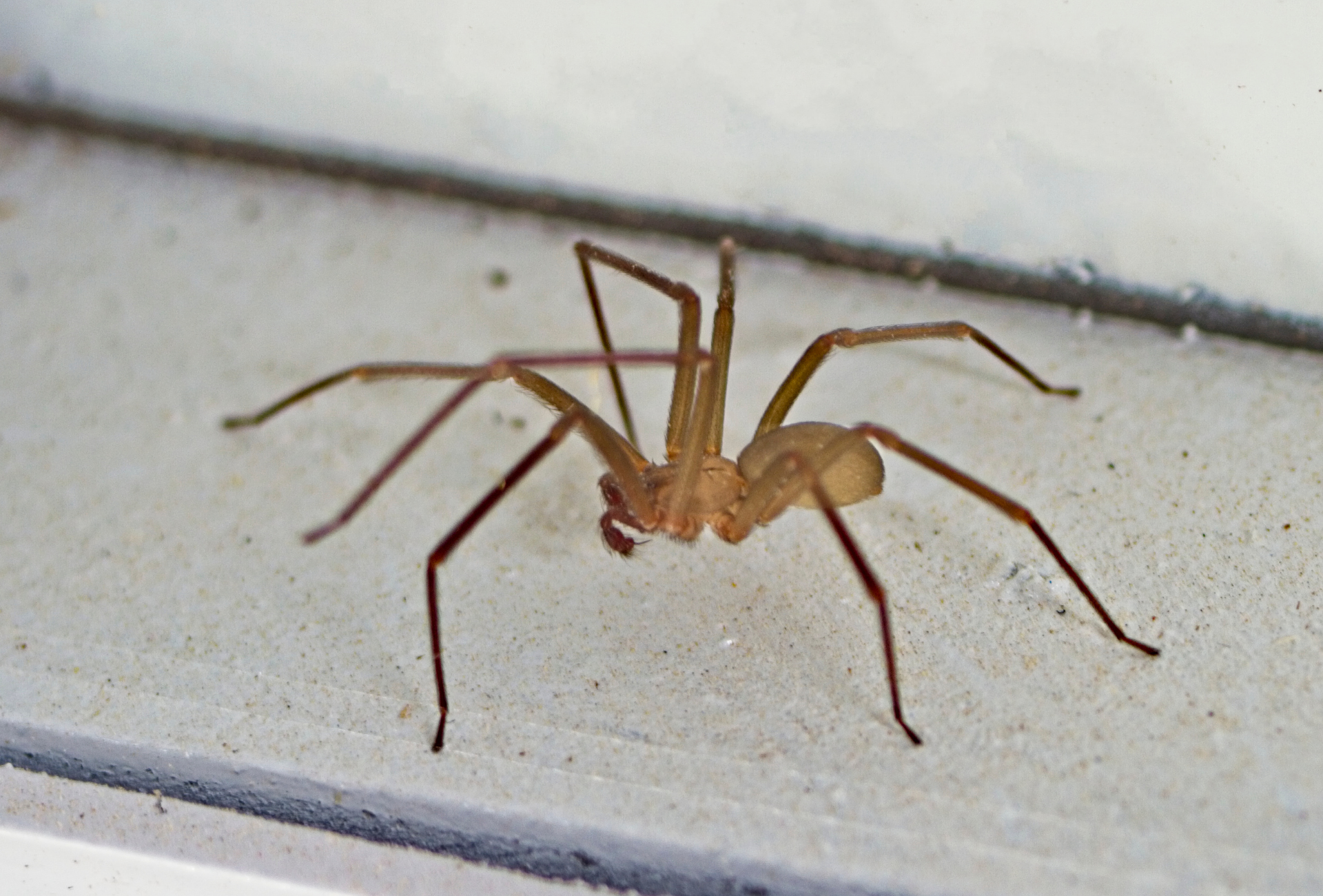 Araña violinista en Móstoles: lo que debes saber para proteger tu hogar