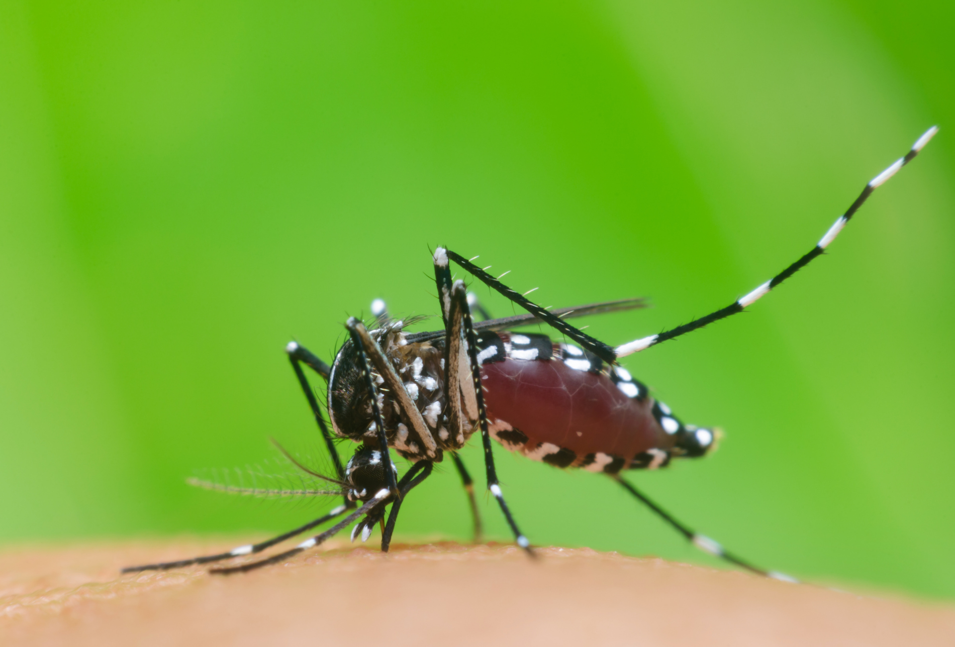 Mosquito tigre en Móstoles: un desafío en grandes comunidades y urbanizaciones