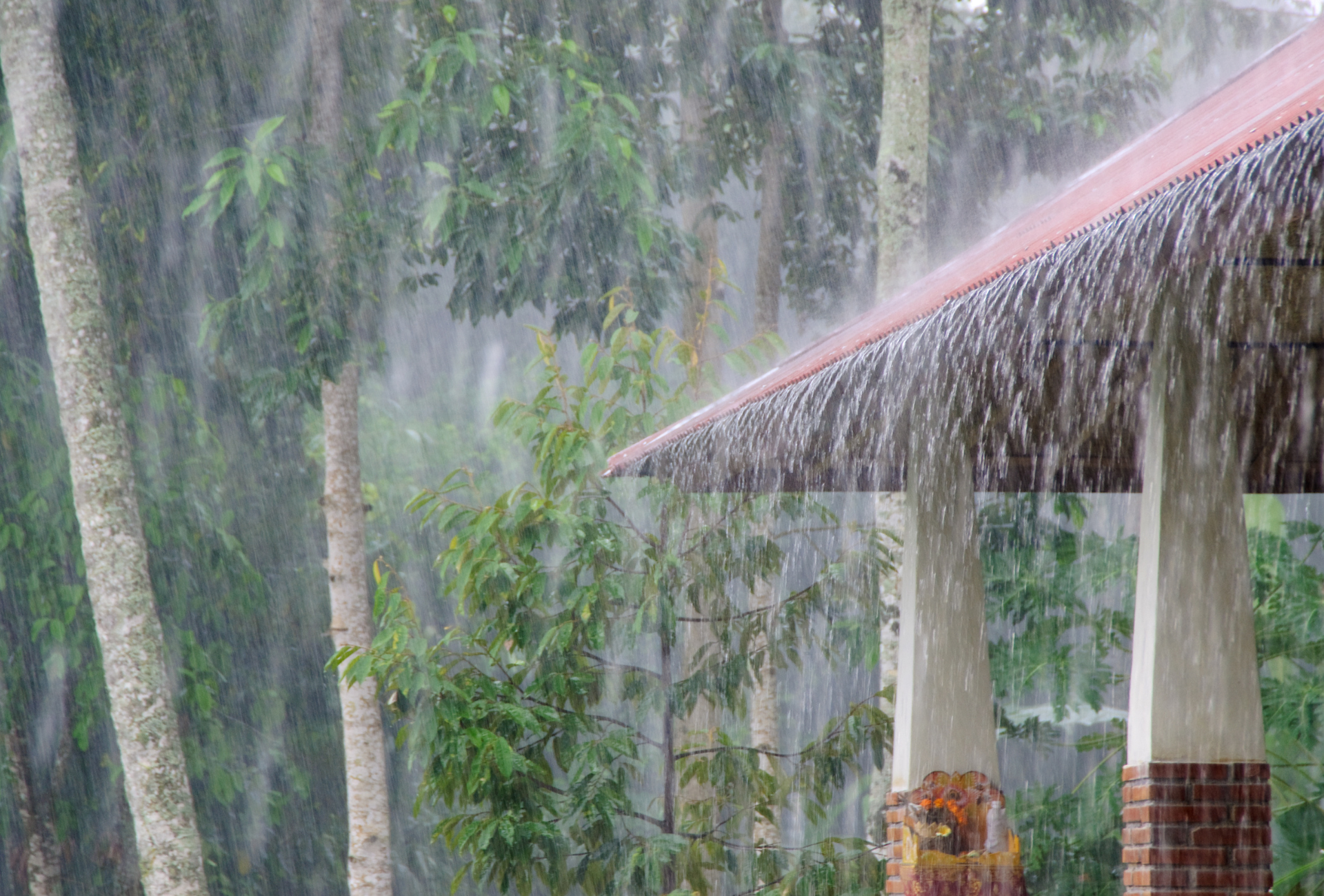 Móstoles y las plagas tras la lluvia: cómo proteger tu entorno